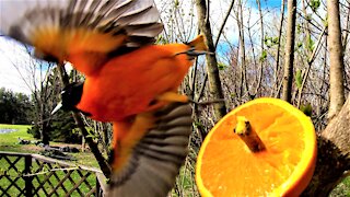 The vividly colored oriole loves his orange treats