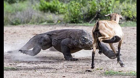 Komodo Dragons Attack and Eat Alive Deer