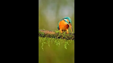 Fish hunting birds#birdsof #trending #parrotlife #birdrescue #birdslove #beautifulnatu