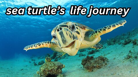 Sea turtle's life journey #seaanimal