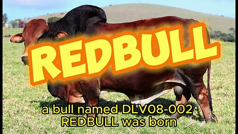 DLV21-12 CYBELE is the 5th generation offspring of B05-097 CYBELE, the Great Mother of our herd.