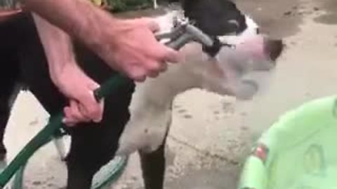 Dog Tries To Bite Water