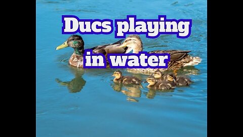 DUCKS PLAYING IN WATER JOYFULLY