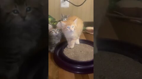 Kitten Puff’s up After Human Makes Noise