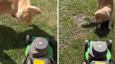 Dog Decides To "Help" Owner Cut The Grass
