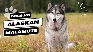 Alaskan Malamute | Description, Temperament, & Facts