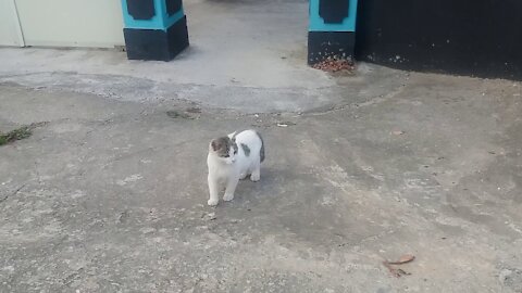 Little by little, a kitten becomes a puppy.(64day old cat - part3)