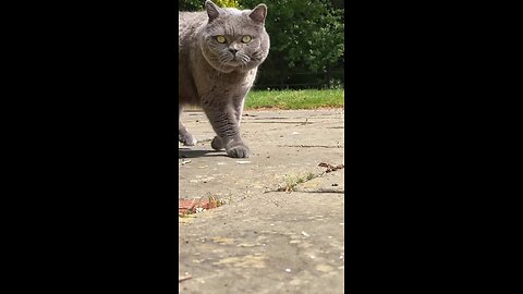 Cats Funny Video