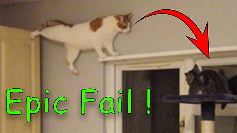 FUNNY FAIL ANIMAL VIDEO #4