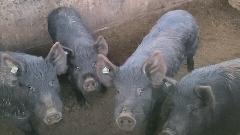 These Little Piggies Are Going to Market - Taking Our 1st Batch of AGH of the Year to the Processor