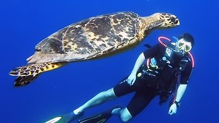 Scuba diver has thrilling encounter with endangered sea turtle