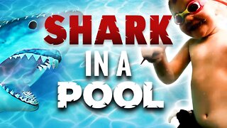 Shark in a Swimming Pool