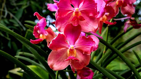 Orchids