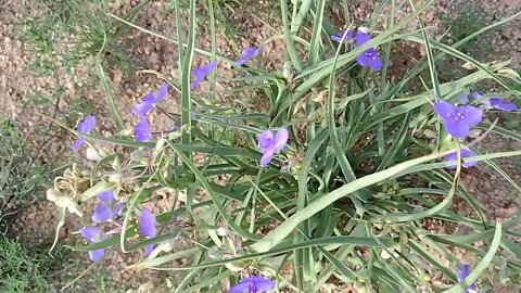 Blue flower bloom