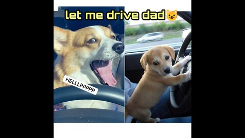 Dog asks his owner to drive car...See what happens next..👀😨😱