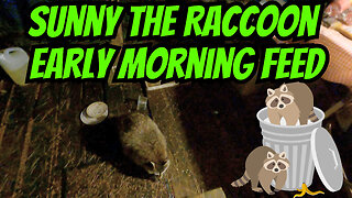 Sunny The Raccoon Early Morning Feed