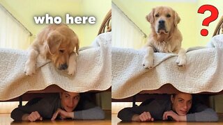 Hide and Seek with my dog be like...