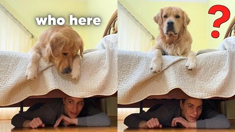 Hide and Seek with my dog be like...