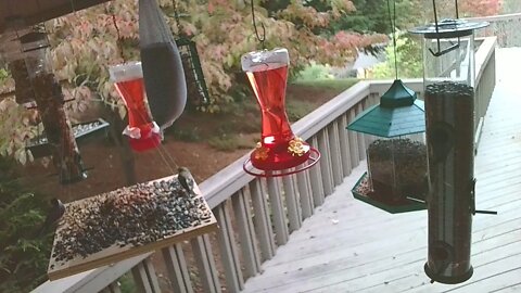 Live Oct 02 2021 Bird Feeder in Asheville NC. In the mountains