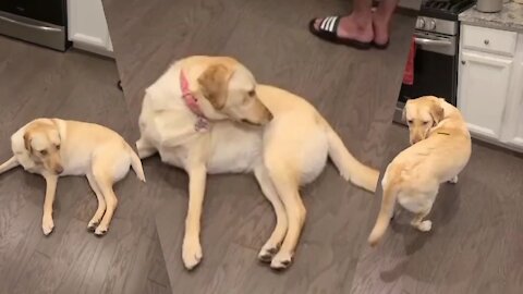 Silly pup spins in circles to reach treat on this back