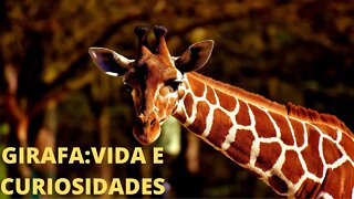 Girafas Vida e Curiosidades