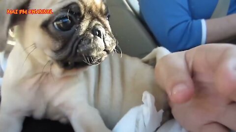 💗Funny And Cute Pug Videos Compilation Funny Dog Videos 2020💗