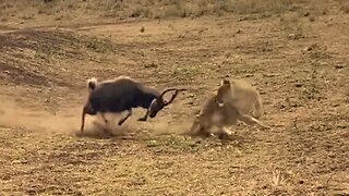 Antelope Escapes Crocodile & Lioness Attacks | World Wild Web