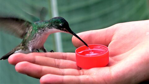 Stunning footage of hummingbird as it lands on a boy's hand