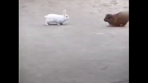 cute dog and rabbit