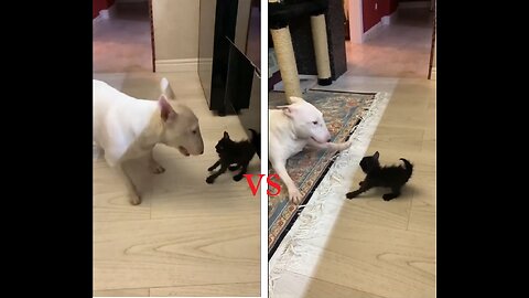 Cat versus Bull Terrier