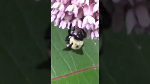 Adorable Bumblebees On My Milkweed Flowers #Shorts 🌻