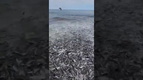 wow wonderful fish #viralvideo #fish#fishcatch #naturephotography