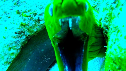 Monstrous moray eel displays impressive teeth