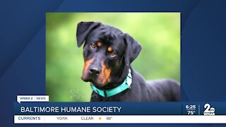 Tanner the dog is up for adoption at the Baltimore Humane Society