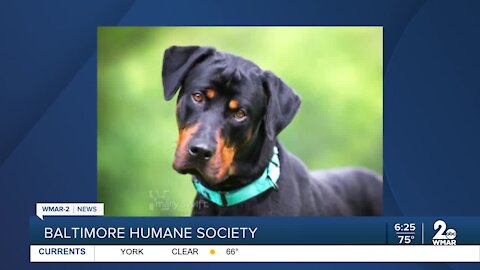 Tanner the dog is up for adoption at the Baltimore Humane Society