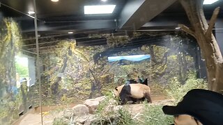 Ri Ri Panda at Ueno Zoo 2