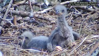USS Eagles - Eaglets in nest close-up