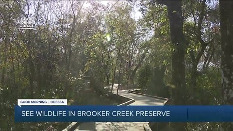 Brooker Creek Preserve is Pinellas County's largest natural area