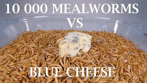 10 000 Mealworms VS Blue Cheese