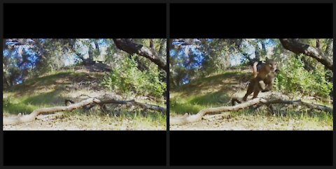 Trail camera records mountain lion running at full tilt in California