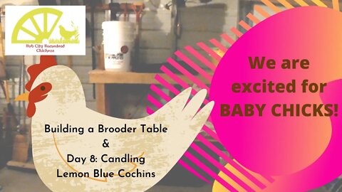 We are excited for BABY CHICKS! Building a brooder table & Day 8 Candling Lemon Blue Chicken Eggs