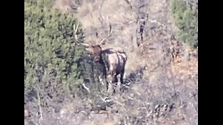 Arizona elk scouting, #2