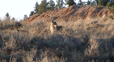 Foiled: Coyote Pair Stalks Calves