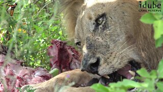 Majingilane Male Lions Eat A Kudu