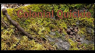 Metal Detecting - Short Colonial Hunt & Fixing the At Pro