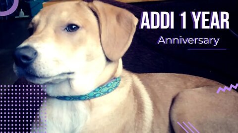 🐕 Who has a dog they love? | Addi's 1 Year Anniversary | Small Family Adventures