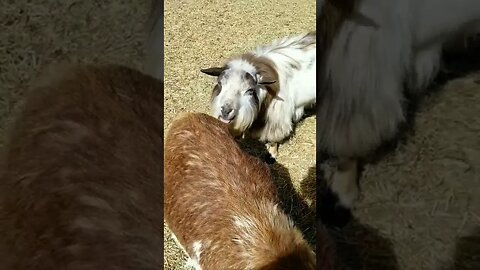 Tongue out Tuesday? #goats #nigeriandwarf #farmanimals #homesteadlife #farmlife #cuteanimals