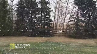 Thick snow falls in a green backyard