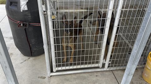 Young female Dutch Shepherd & Belgian Malinois for training and breeding working lines.