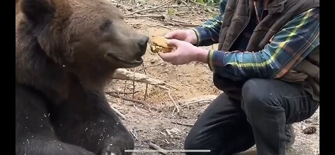 BEAR REFUSES TO EAT McDonalds “ FOOD”…?????